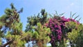 Blooming bougainvillea and pine tree in garden of family hotel, Kemer, Turkey