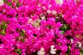 Blooming bougainvillea plants with beautiful pink and white flowers as a floral background.Bougainwille is a genus of thorny ornam