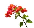 Blooming Bougainvillea. Royalty Free Stock Photo