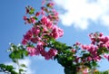 Blooming Bougainvillea tree