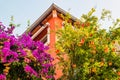 The blooming bougainvillea tree and pomegranate tree in Rovinj, Croatia