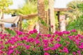 Blooming bouganvillea and palm trees on the background Royalty Free Stock Photo