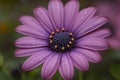 A blooming Brachycome (daisy), vibrant and detailed, garden setting Royalty Free Stock Photo
