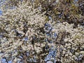 Blooming bradford pear tree branches showing white flowers and blue sky Royalty Free Stock Photo