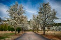Blooming Bradford pear trees Royalty Free Stock Photo