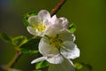 Blooming branch of apple or pear tree in the garden in spring Royalty Free Stock Photo