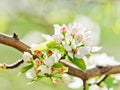 A blooming branch of apple tree Royalty Free Stock Photo