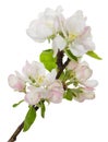 Blooming branch of apple tree Royalty Free Stock Photo