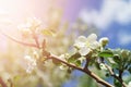 Blooming Branch Of An Apple Tree Against The Blue Sky. Light Effect