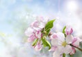 Blooming branch of apple tree. Royalty Free Stock Photo