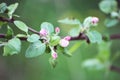 Blooming branch of an Apple tree