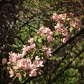 Blooming branch of apple tree. Pink flowers in retro style. Royalty Free Stock Photo