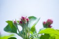 A blooming branch of apple tree in spring