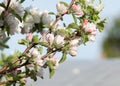 A blooming branch of apple tree in spring. photo of blossoming tree brunch with white flowers on bokeh green background. blossomin