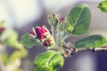 Blooming branch of apple tree in spring. Pink flowers and bud of  Apple tree. Spring background with Apple tree blossom Royalty Free Stock Photo