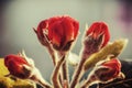 Blooming branch of apple tree in spring. Pink flowers and bud of  Apple tree. Spring background with Apple tree blossom Royalty Free Stock Photo