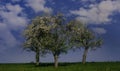 Blooming branch of apple tree in spring season background Royalty Free Stock Photo