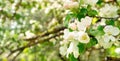 Blooming branch of an apple tree in the sun glare close-up with copy space. Spring floral background with blooming apple tree. Royalty Free Stock Photo