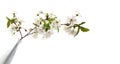 Blooming branch of apple tree with white flowers in vase on light horizontal long background Royalty Free Stock Photo