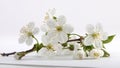 Blooming branch of apple tree with white flowers in vase on light horizontal long background Royalty Free Stock Photo