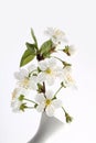 Blooming branch of apple tree with white flowers in vase on light vertical background Royalty Free Stock Photo