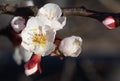 Blooming branch of apricot prunus armeniaca tree in early spring Royalty Free Stock Photo