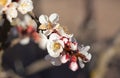 Blooming branch of apricot prunus armeniaca tree in early spring Royalty Free Stock Photo