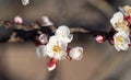 Blooming branch of apricot prunus armeniaca tree in early spring Royalty Free Stock Photo