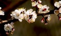 Blooming branch of the apricot tree Royalty Free Stock Photo