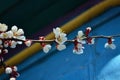 Blooming branch of an apricot tree Royalty Free Stock Photo