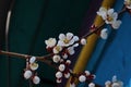 Blooming branch of an apricot tree Royalty Free Stock Photo