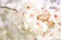 Blooming branch of apricot tree with white flowers Royalty Free Stock Photo