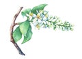 Blooming branch bird cherry, Prunus padus. Royalty Free Stock Photo