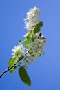 Blooming branch of bird-cherry tree Royalty Free Stock Photo