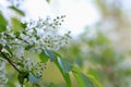 Blooming branch of Bird cherry tree Royalty Free Stock Photo