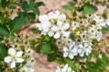 Blooming branch of blackberry Royalty Free Stock Photo