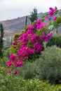 Blooming branch of bright fuchsia azalea flowers