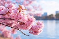 Blooming branch of cherry, sakura over water close-up. Generated by artificial intelligence Royalty Free Stock Photo