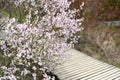 Blooming branch of cherry tree against wooden bridge