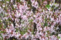 Blooming branch of cherry tree background. Springtime in Far East