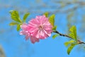 Blooming branch of cherry-tree