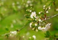 Blooming branch cherry tree at green background.