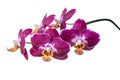 Blooming branch of dark purple with white orchid, phalaenopsis i Royalty Free Stock Photo