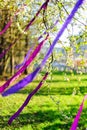 Blooming branch decorated with purple ribbons