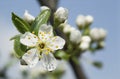 Blooming branch of fruit tree over blue sky background.