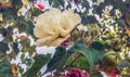 Blooming branch of Hibiscus mutabilis with white double flower, buds and leaves Royalty Free Stock Photo