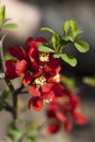 Blooming branch of Japanese quince. Spring, may