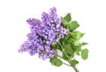 Blooming branch of lilac isolated on white background.Spring flowers Royalty Free Stock Photo