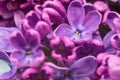 Lilac flowers in large. A blooming branch of lilacs. A cluster of purple flowers.