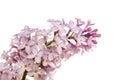 Blooming branch of this live lilac close-up isolated on white backkground, design, mock up